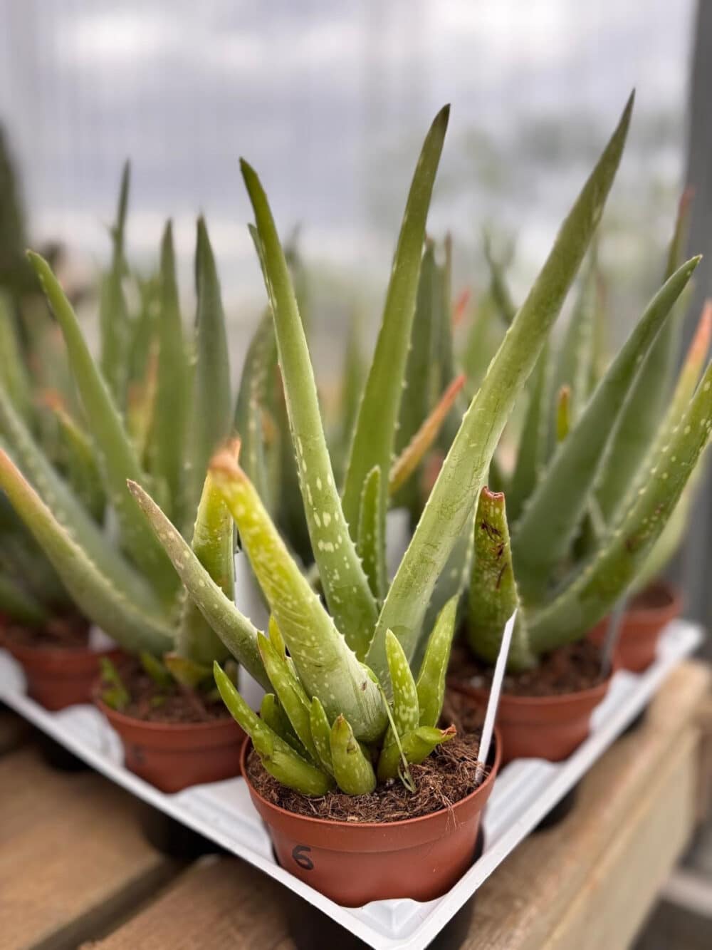Aloe Vera