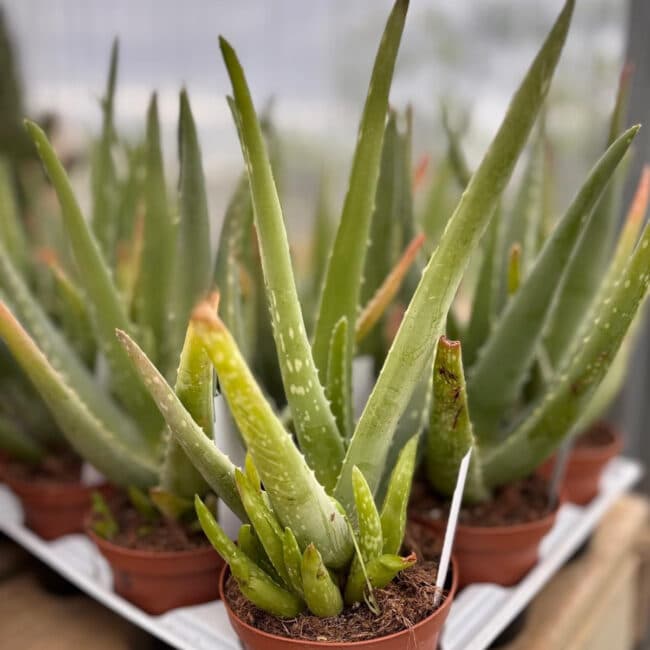 Aloe Vera