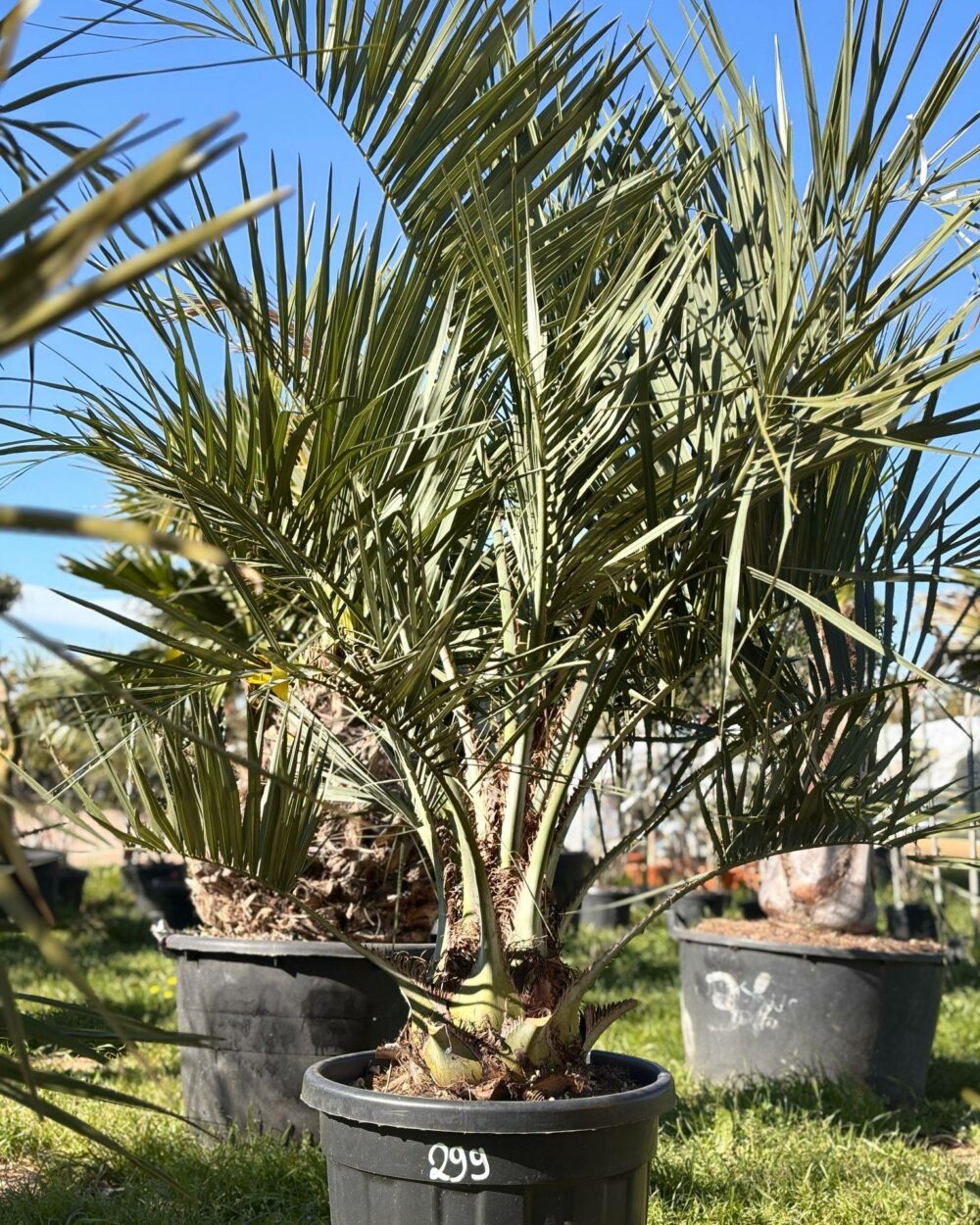 Butia Capitata