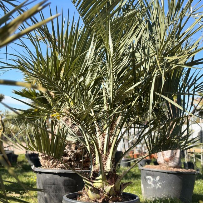 Butia Capitata