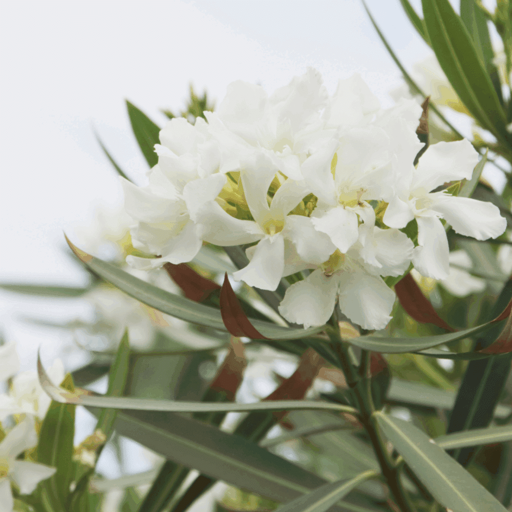 Lauriers Rose ( Nerium Oleander ) – Image 3