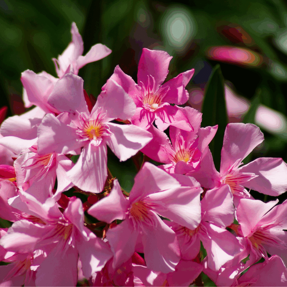 Lauriers Rose ( Nerium Oleander ) – Image 2