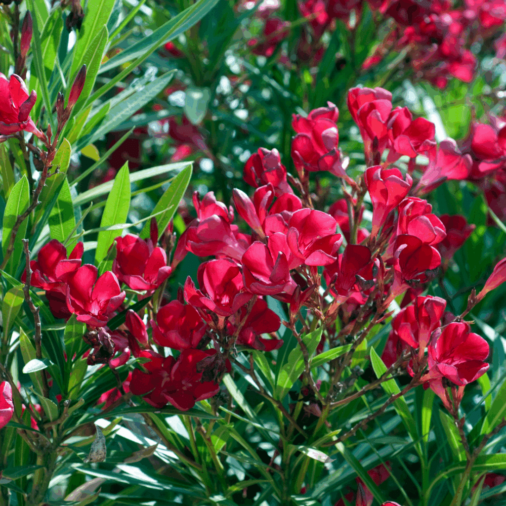 Lauriers Rose ( Nerium Oleander ) – Image 4