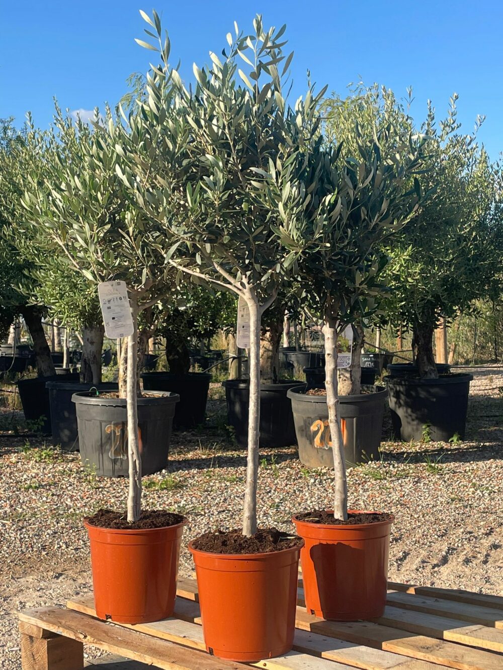 Olivier sur tige ( Olea Europaea )