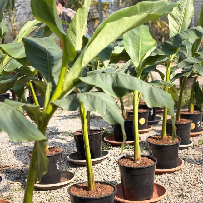 Bananier "Musa Basjoo"