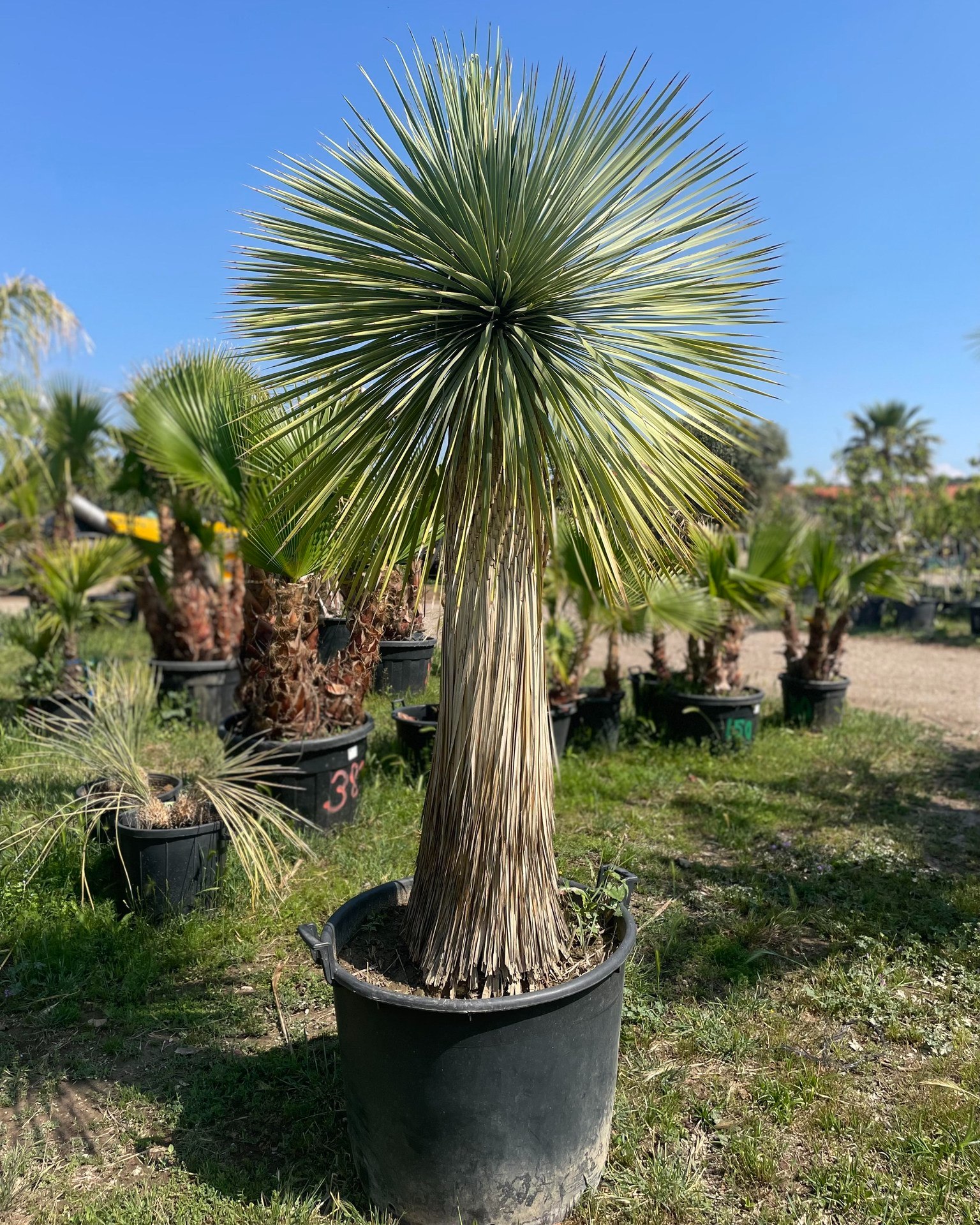 Yucca Rstrata Yucca Rostrata - ARBRES & PLANTES 34