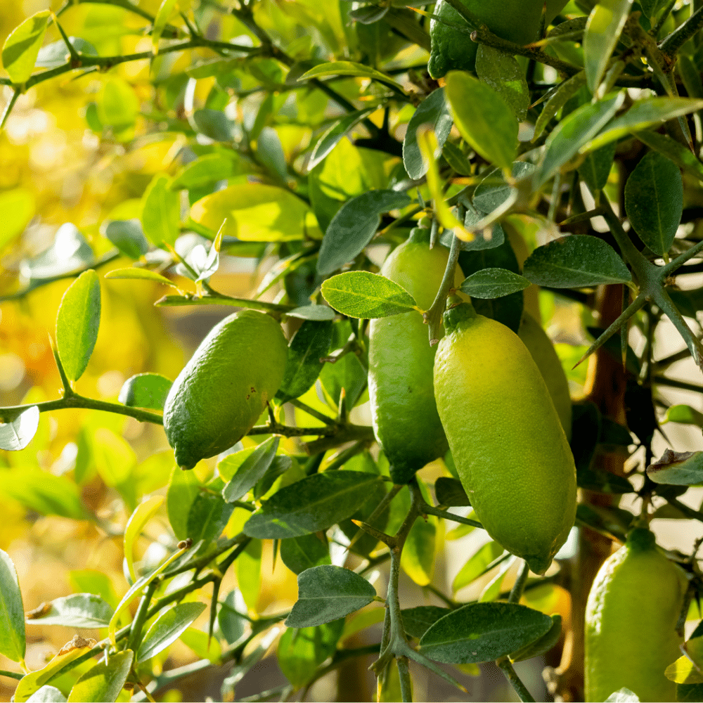 Citronnier Caviar ( Microcitrus australasica ) sur tige