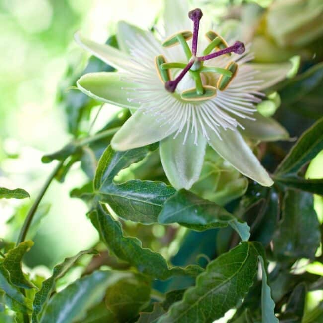 Passiflore