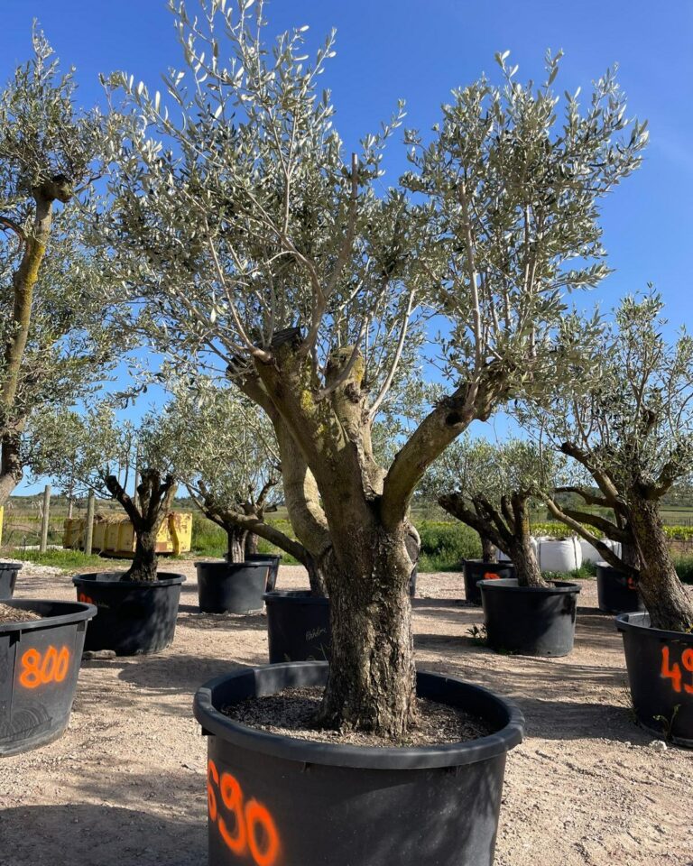 Oliviers Vari t Picholine ARBRES PLANTES 34 Oliviers Vari t Picholine ARBRES PLANTES 34