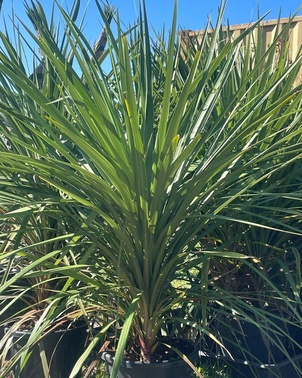 Cordyline Australis