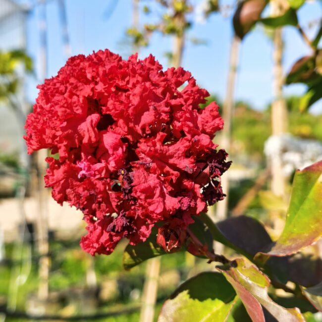 Lagerstroemia 1/2 tige