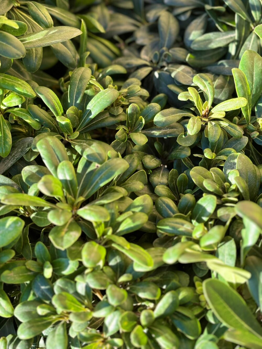 Pittosporum Nana