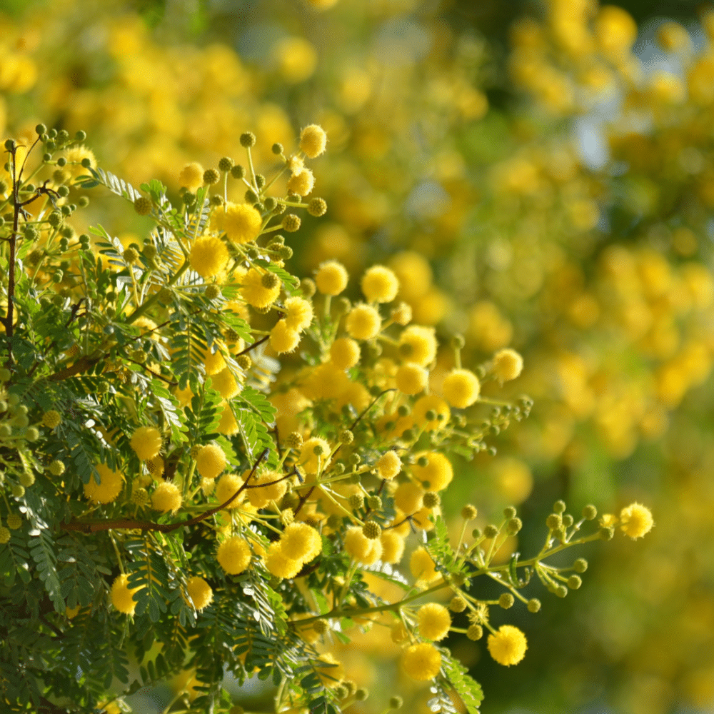 Acacia Retinodes - Mimosa des 4 Saisons