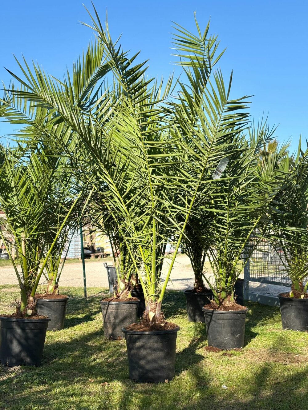 Phoenix Canariensis