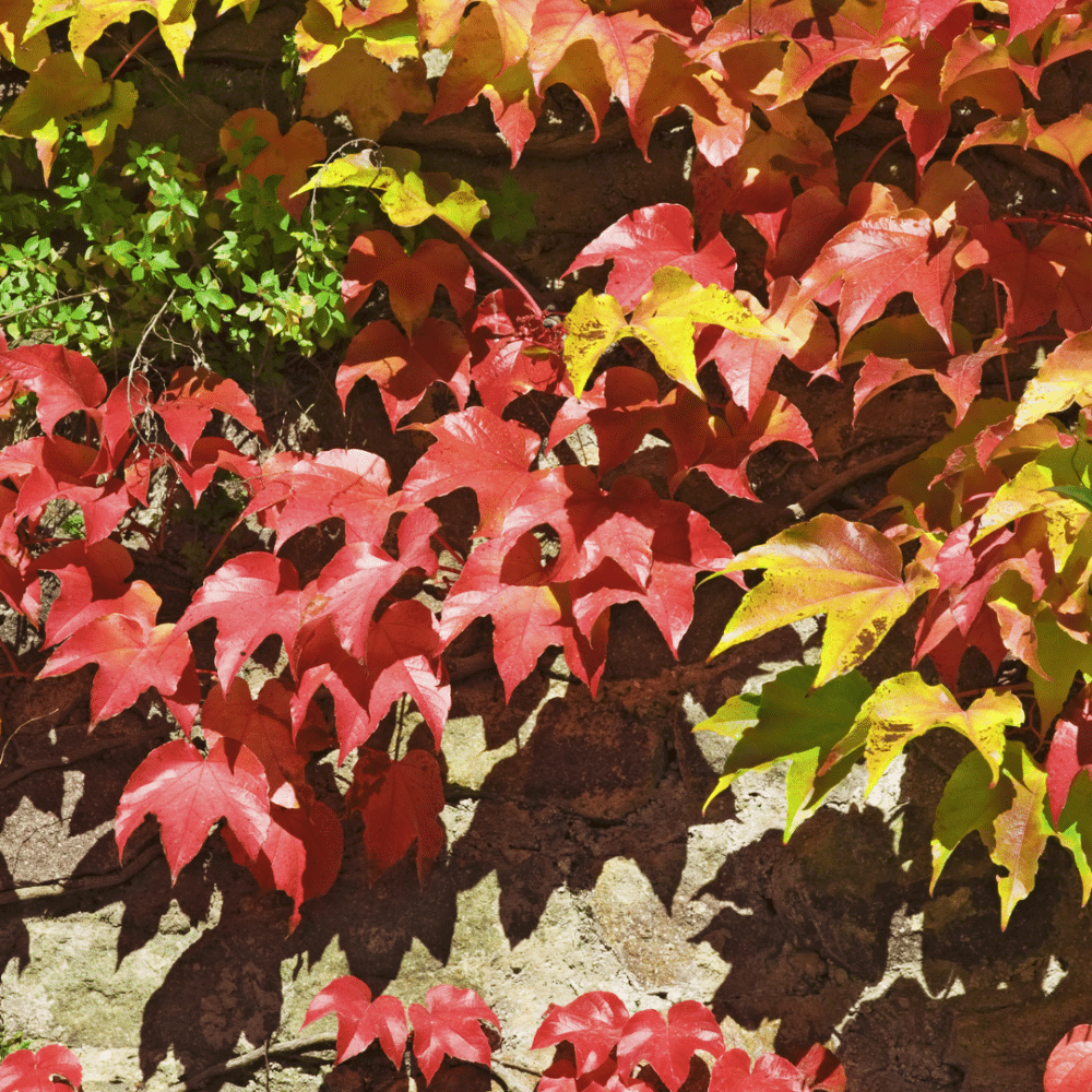 Vigne vierge - Parthenocissus sp.