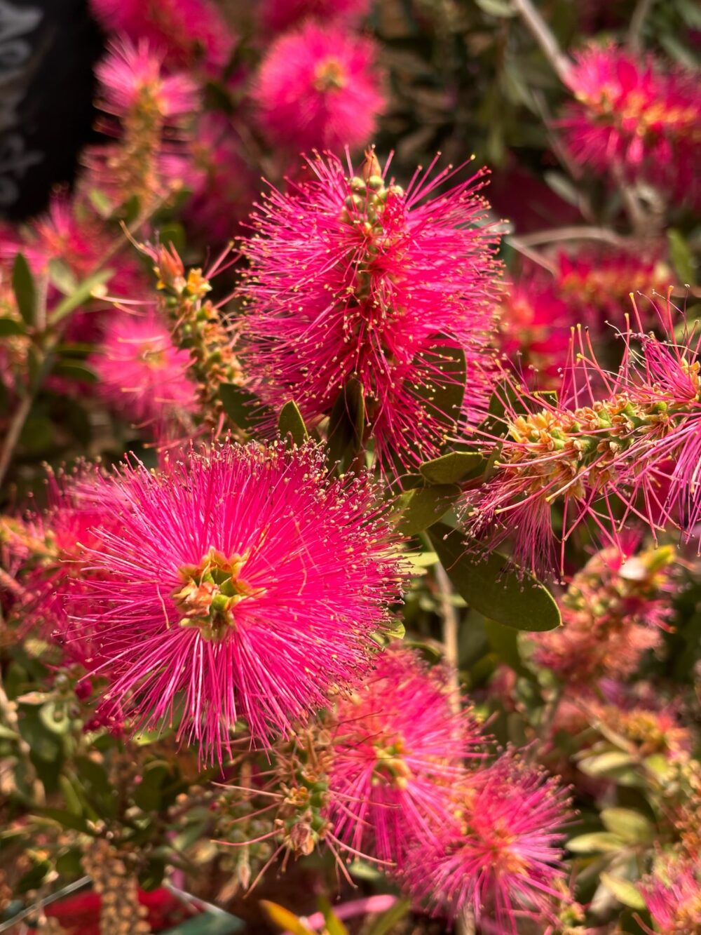 Callistemon citrinus 'Pink