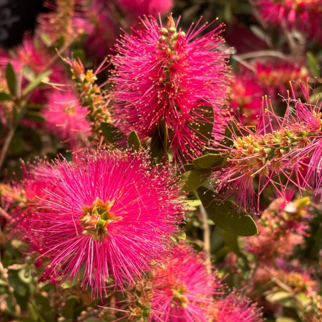 Callistemon citrinus 'Pink