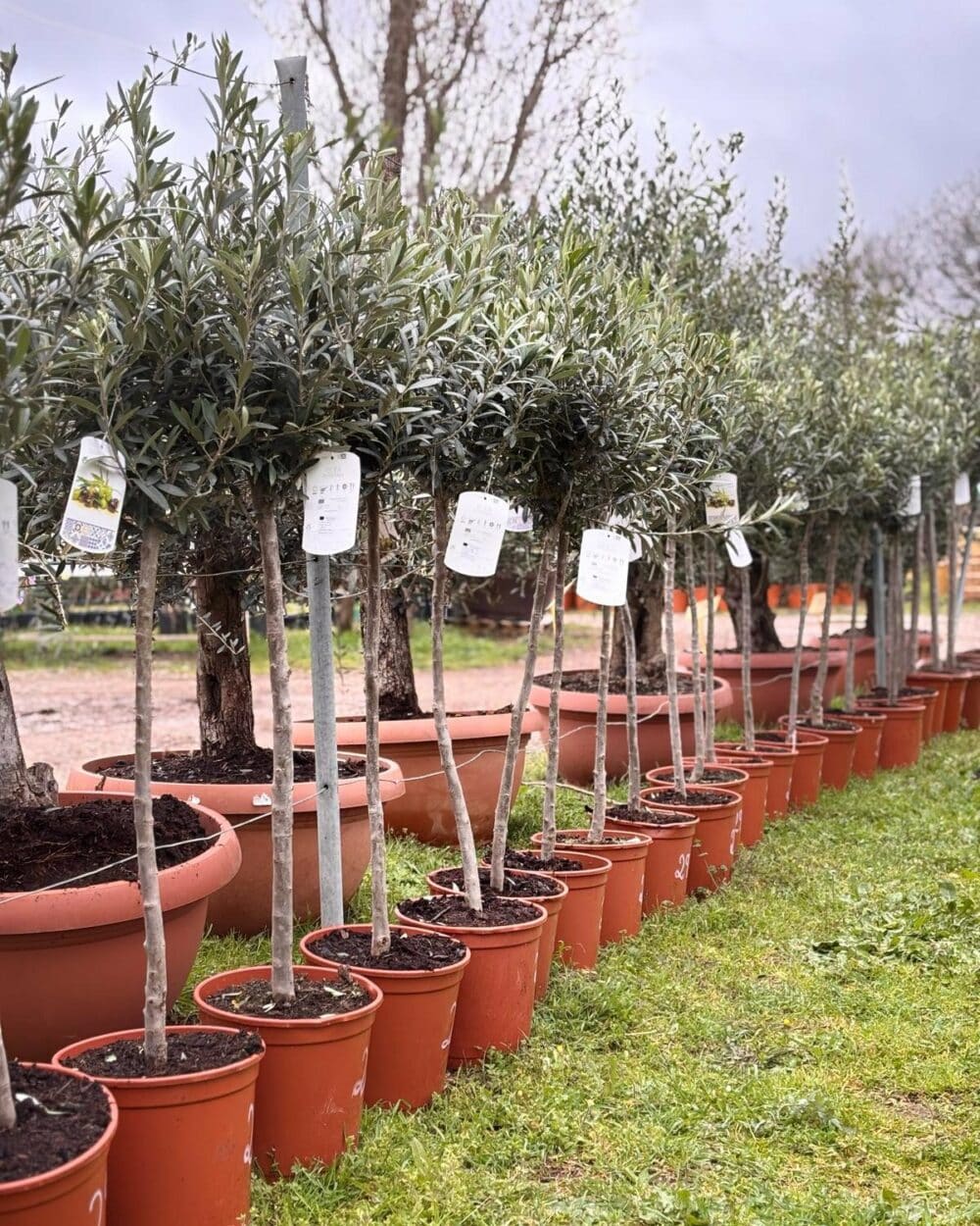 Olivier sur tige ( Olea Europaea )