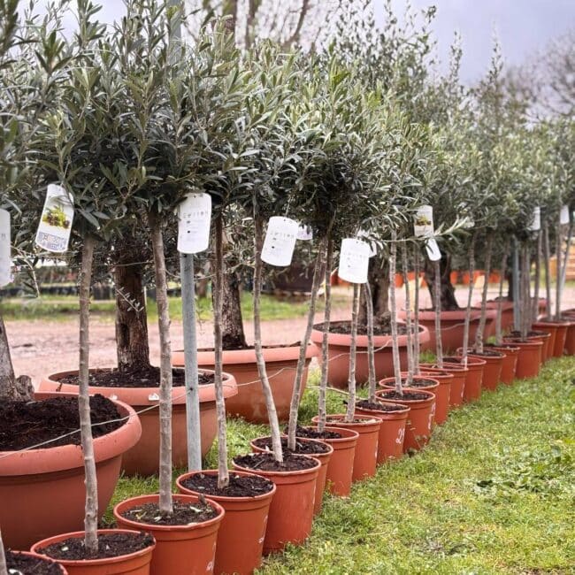 Olivier sur tige ( Olea Europaea )
