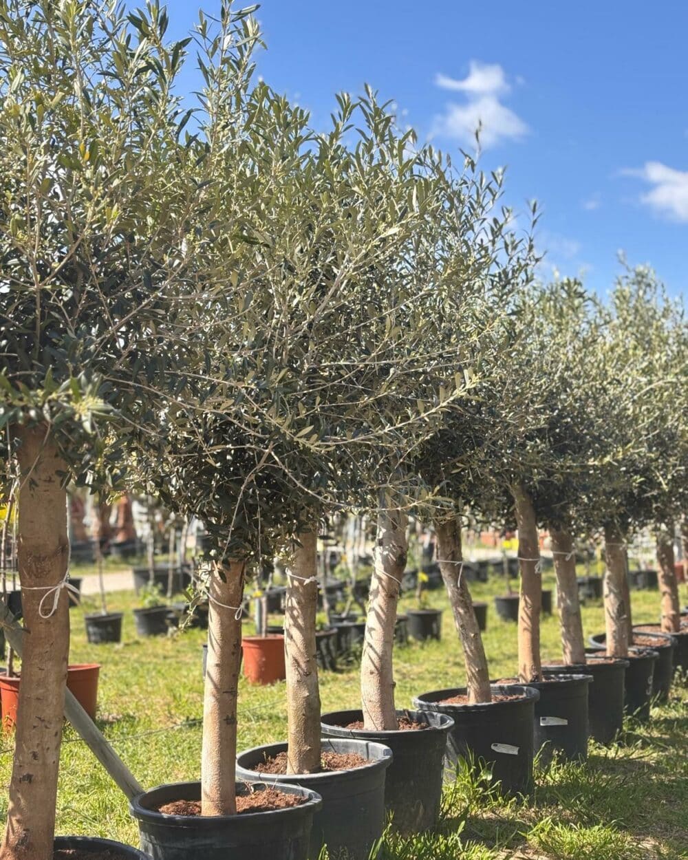 Olivier sur tige ( Olea Europaea )