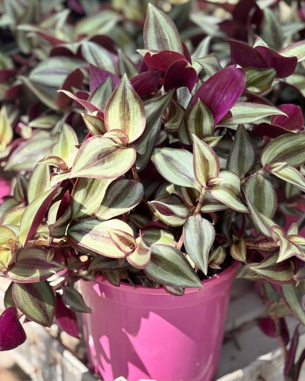 TRADESCANTIA ZEBRINA