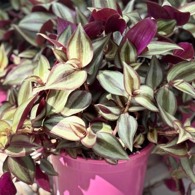 TRADESCANTIA ZEBRINA