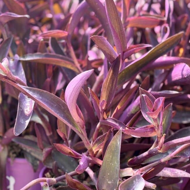 TRADESCANTIA VIOLETTE