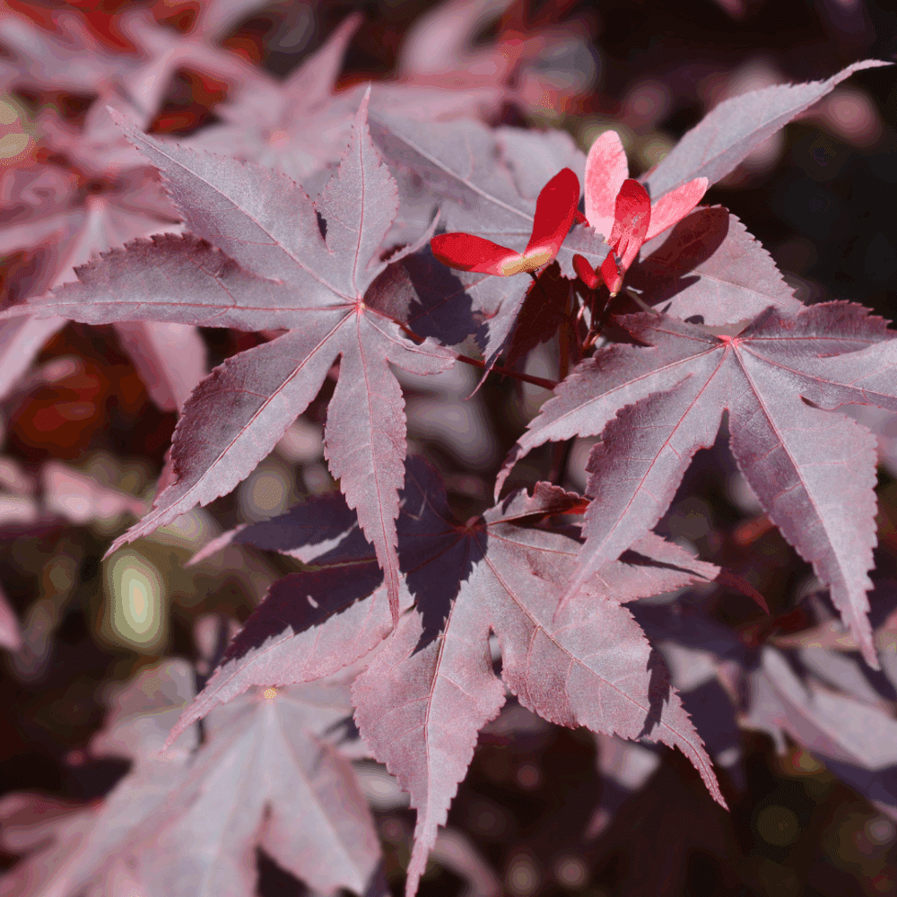 Erable Bloodgood (Acer palmatum 'Bloodgood')