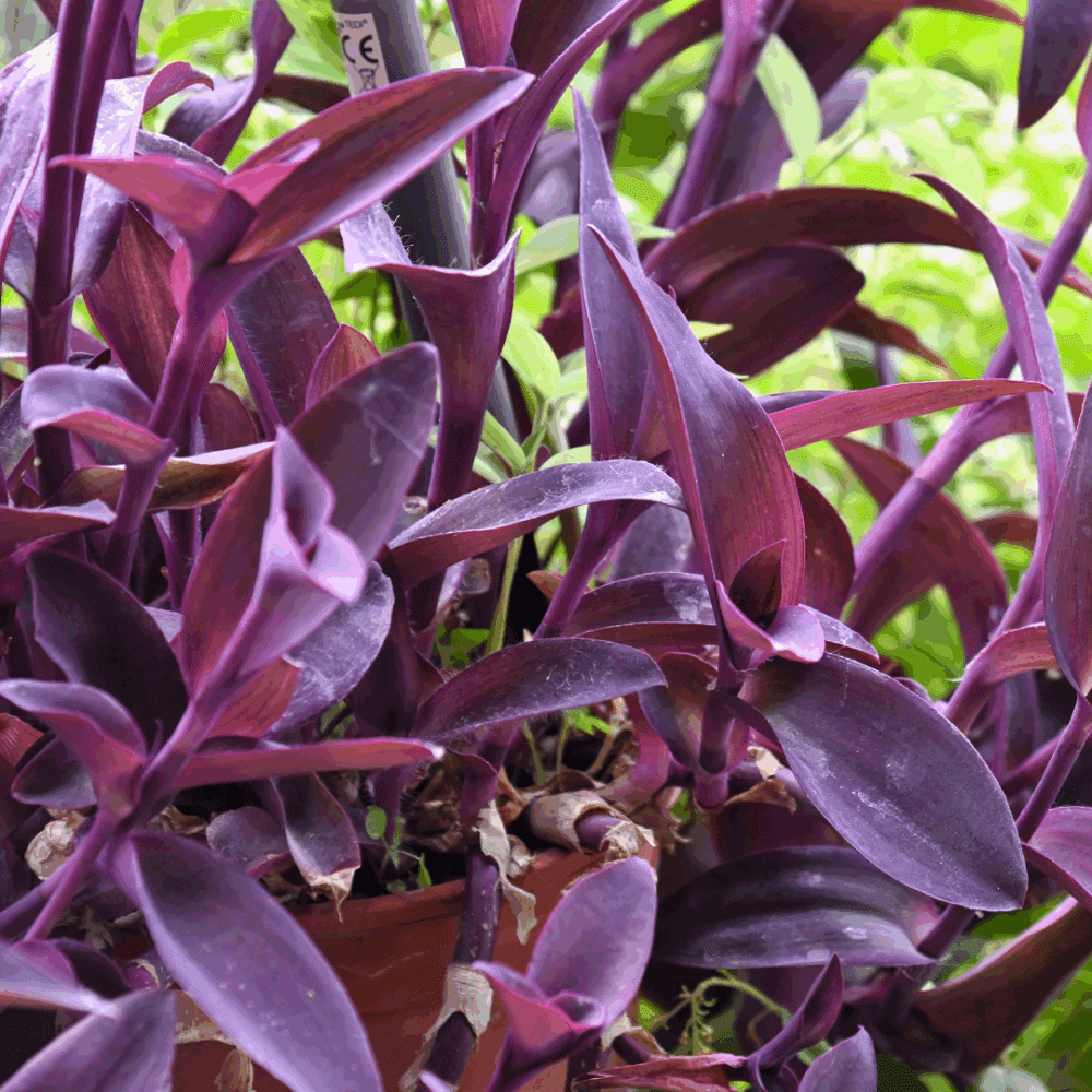 TRADESCANTIA VIOLETTE