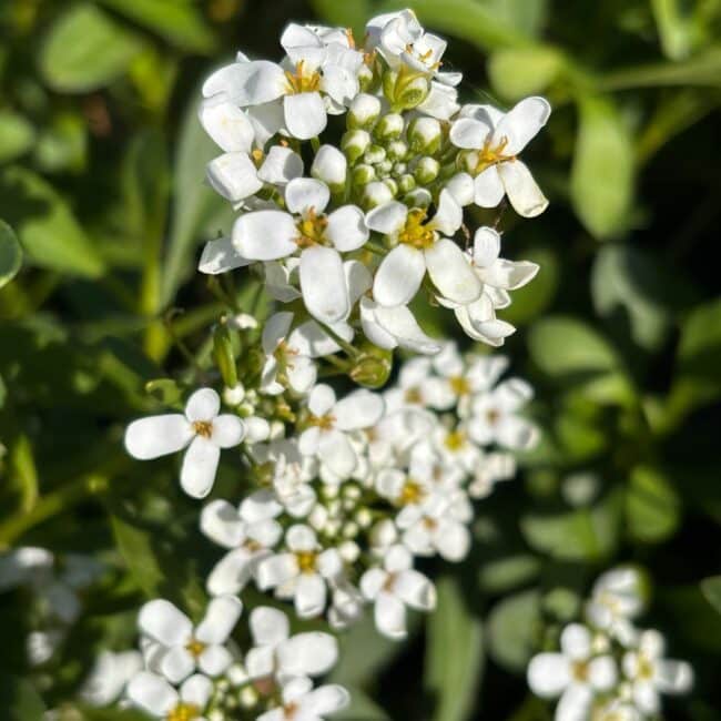 Iberis 'Nevina'