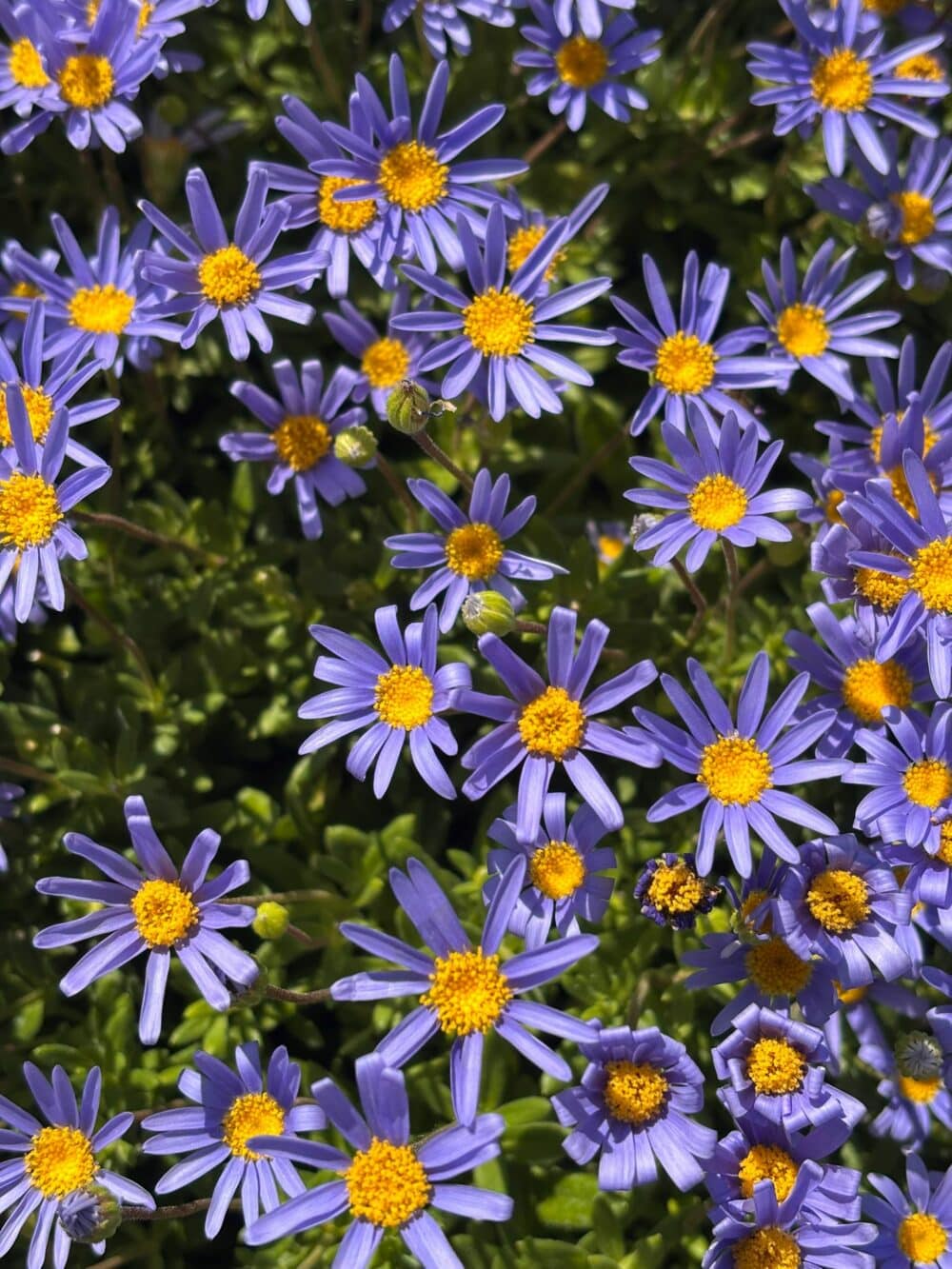 Agathéa Bleu du Cap