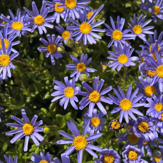 Agathéa Bleu du Cap