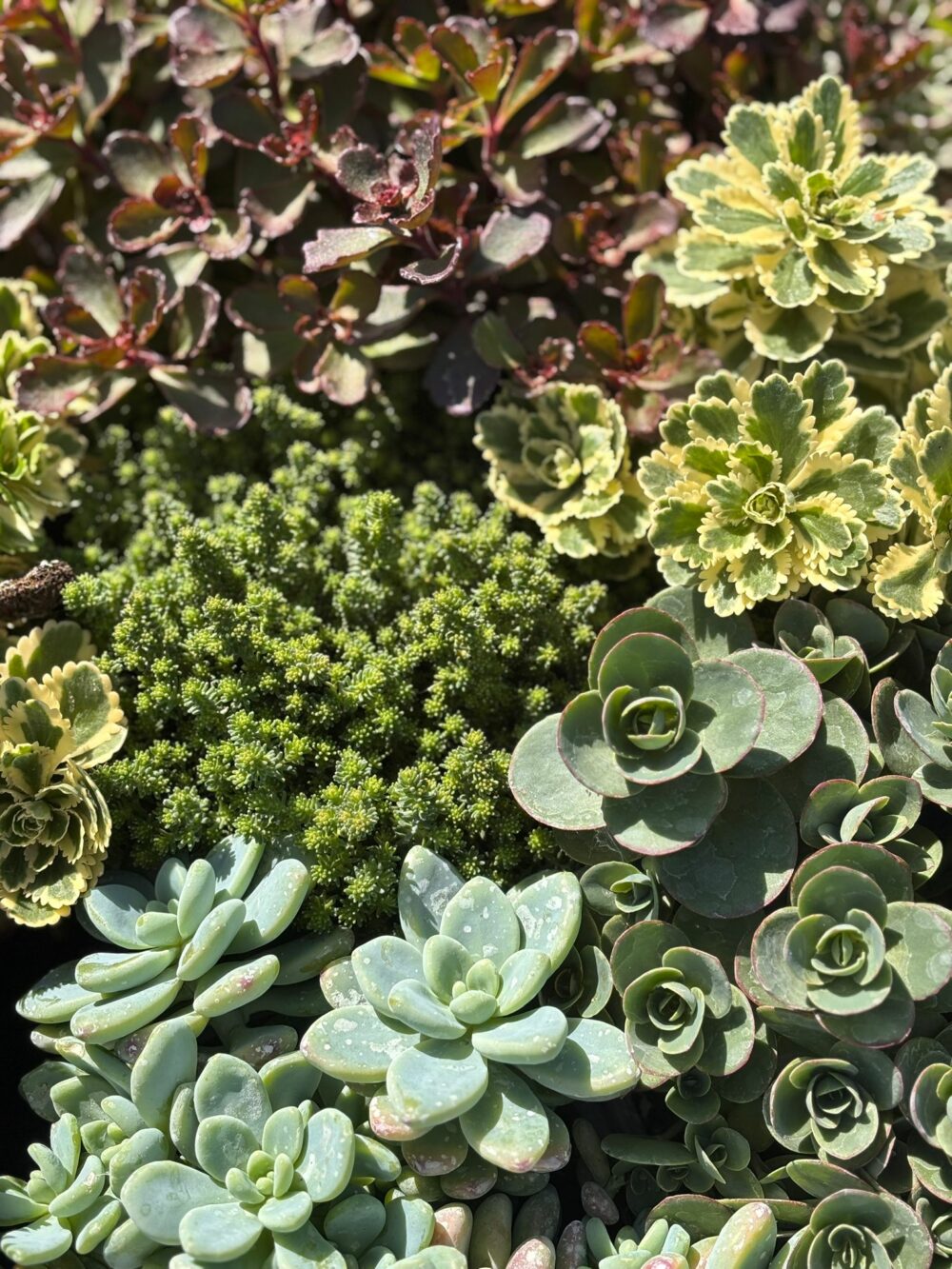 Sedum divers