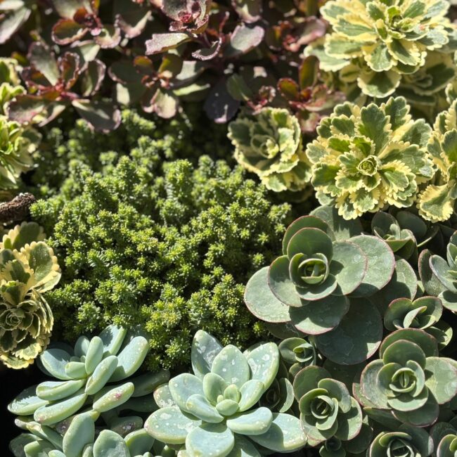 Sedum divers