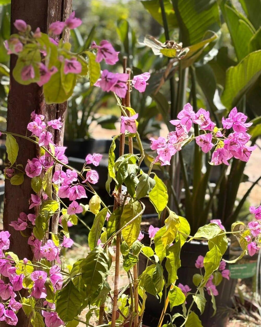 Bougainvillier de Mèze