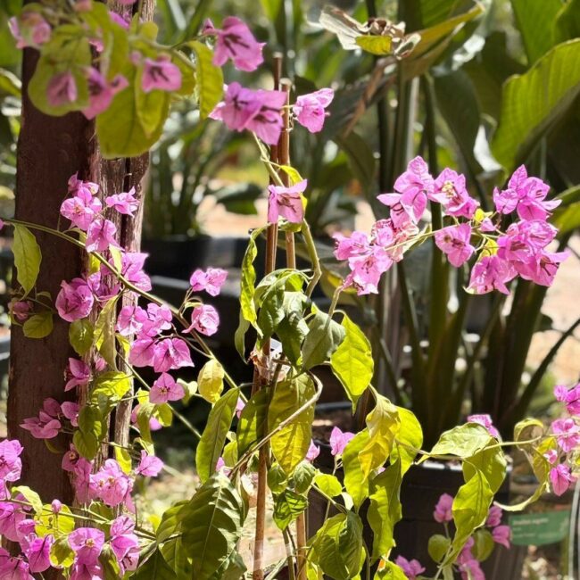 Bougainvillier de Mèze
