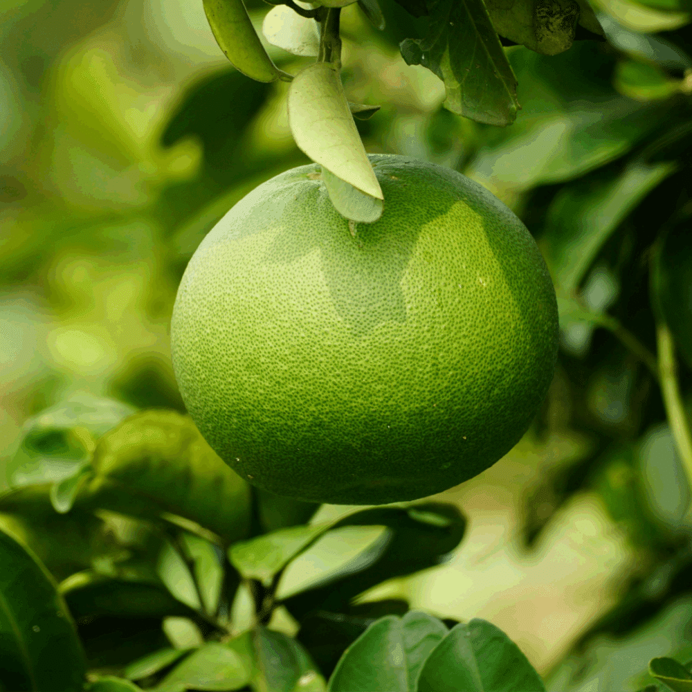 Pomelo