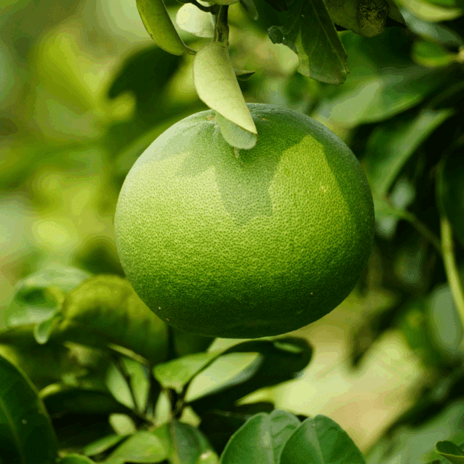 Pomelo