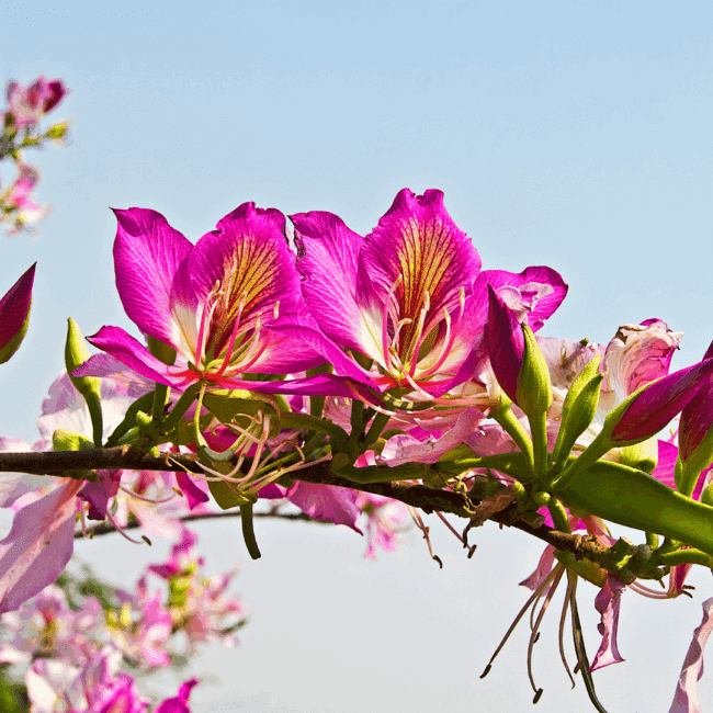 Bauhinia variegata