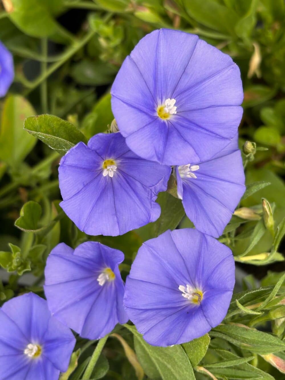 Convolvulus mauritanicus