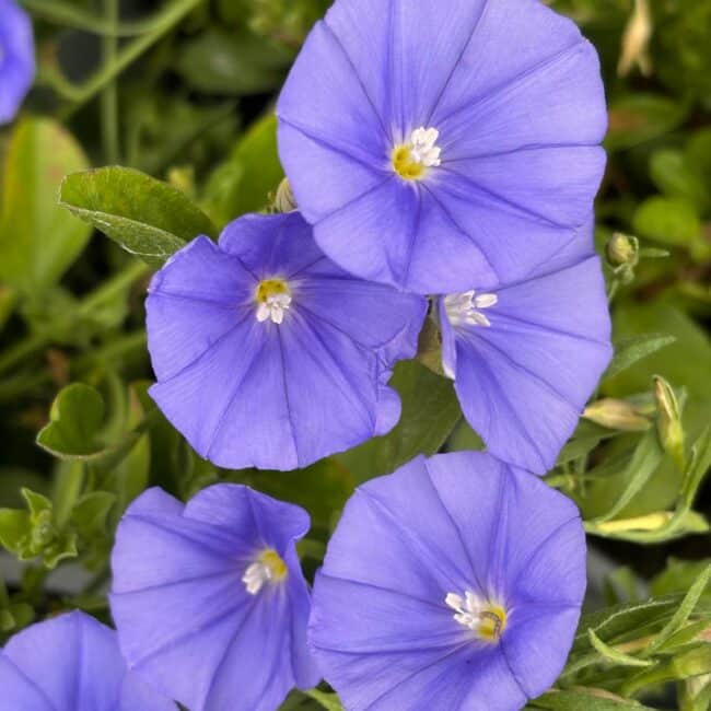 Convolvulus mauritanicus
