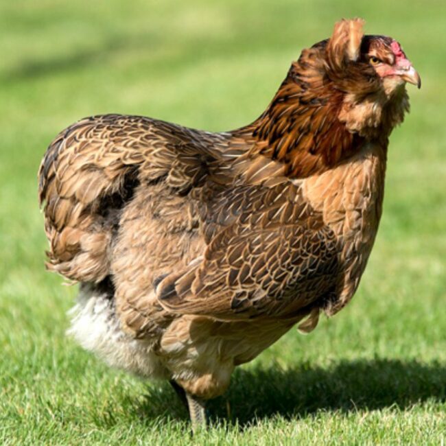 POULES PONDEUSES ARAUCANA