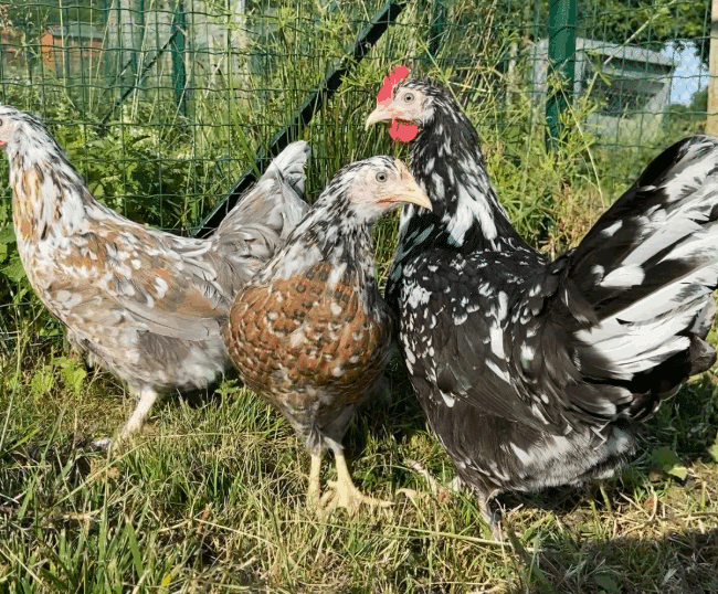 Poules Pondeuses Suédoise à Fleurs