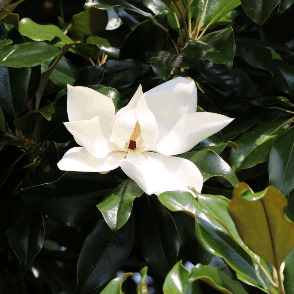 MAGNOLIA LITTLE GEM