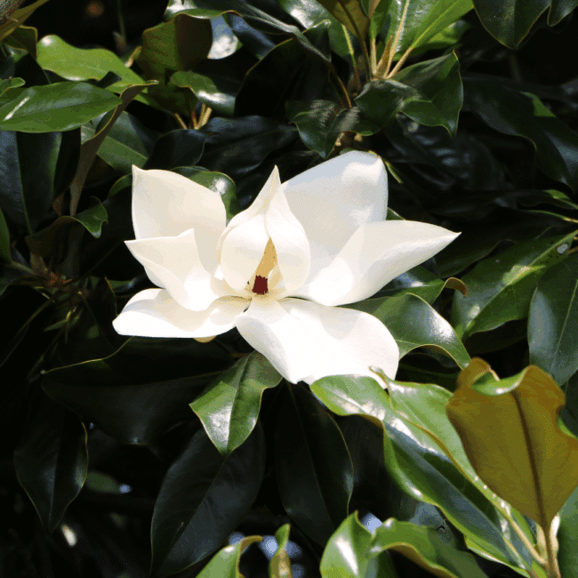 MAGNOLIA LITTLE GEM
