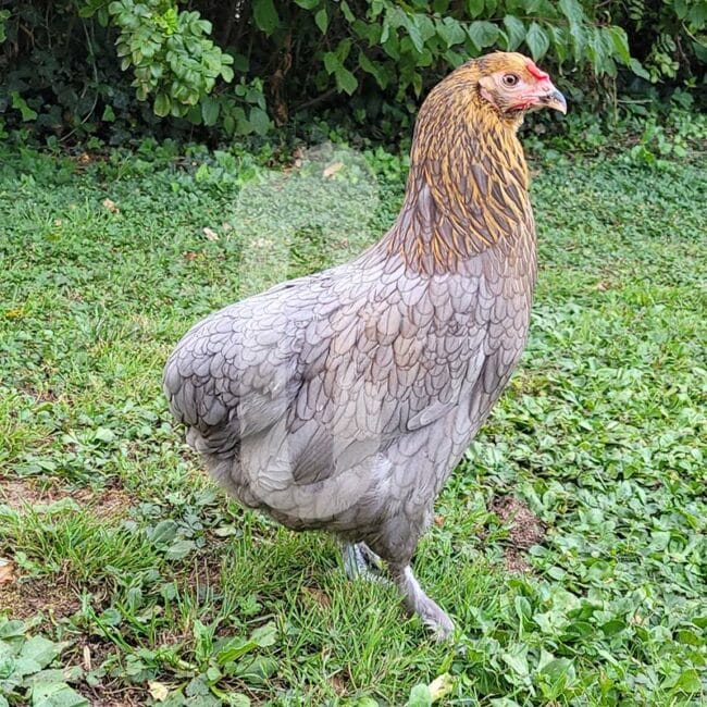 Poule Pondeuse Olivette