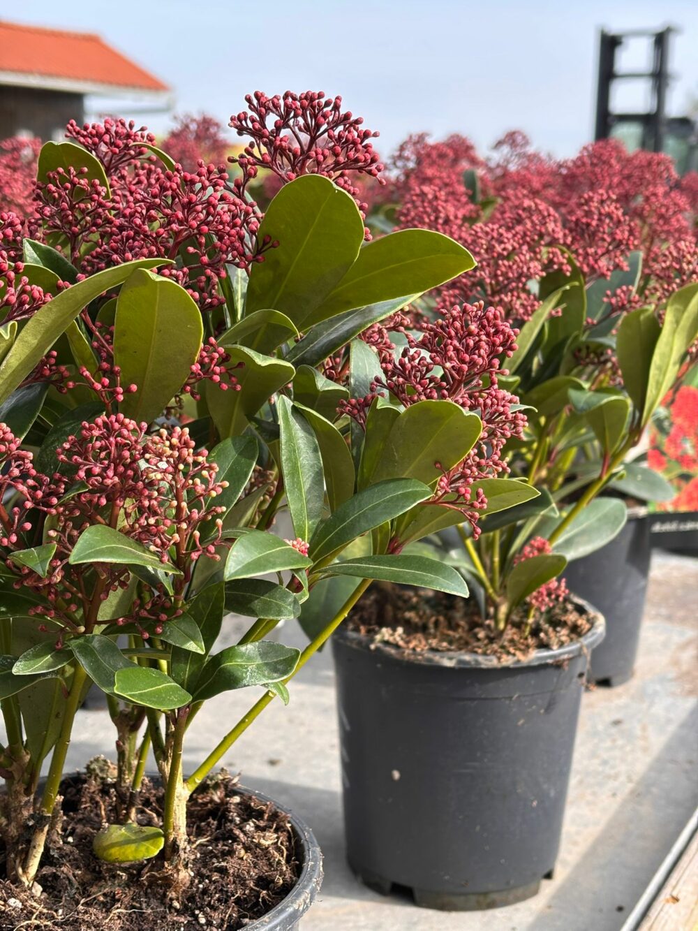 Skimmia