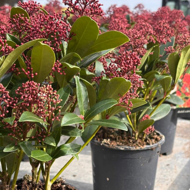 Skimmia