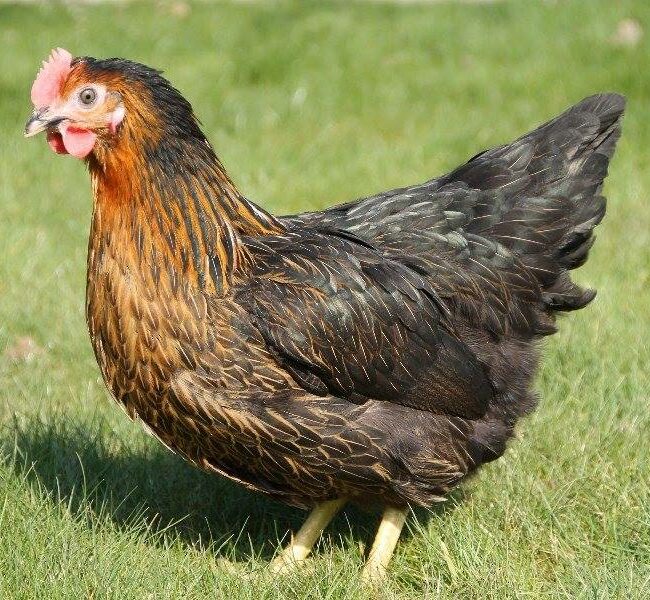 Poule Pondeuse - Harko