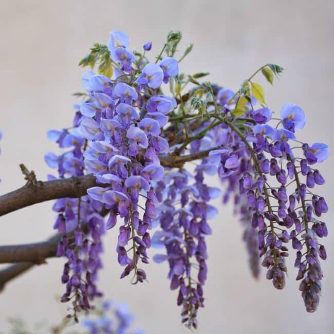 Glycine - Wisteria
